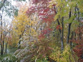 Click to enlarge: Snow-frosted autumnal trees