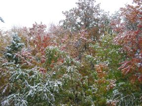 Click to enlarge: Snow-frosted autumnal trees