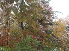 Click to enlarge: Snow-frosted autumnal trees