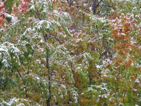 Click to enlarge: Snow-frosted autumnal trees