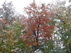 Click to enlarge: Snow-frosted autumnal trees