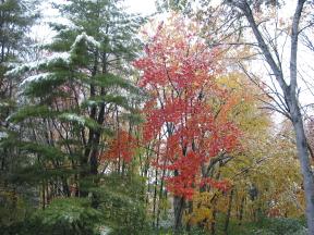 Click to enlarge: Snow-frosted autumnal trees