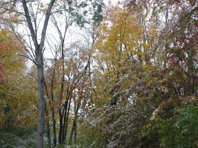 Click to enlarge: Snow-frosted autumnal trees