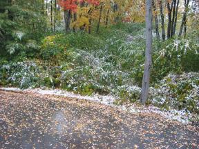 Click to enlarge: Snow-frosted driveway