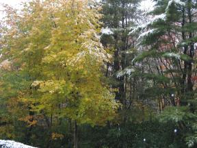 Click to enlarge: Snow-frosted autumnal trees