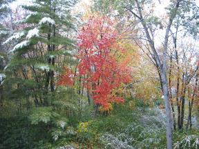 Click to enlarge: Snow-frosted autumnal trees