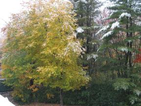 Click to enlarge: Snow-frosted autumnal trees