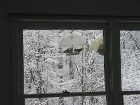 Click to enlarge: goldfinches at feeder