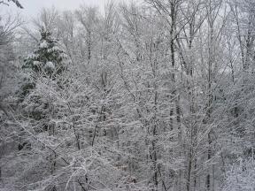 Click to enlarge: snow-covered trees