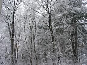 Click to enlarge: snow-covered trees