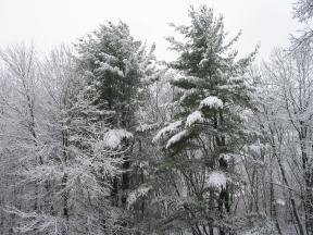 Click to enlarge: snow-covered trees