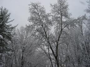 Click to enlarge: snow-covered trees