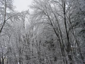 Click to enlarge: snow-covered trees