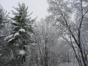 Click to enlarge: snow-covered trees