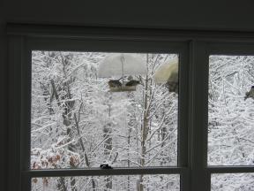 Click to enlarge: goldfinches at feeder