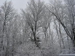 Click to enlarge: snow-covered trees