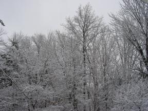 Click to enlarge: snow-covered trees