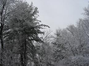 Click to enlarge: snow-covered trees