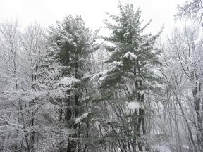 Click to enlarge: snow-covered trees