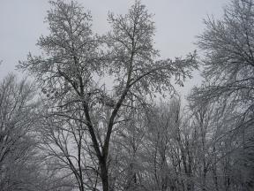 Click to enlarge: snow-covered trees