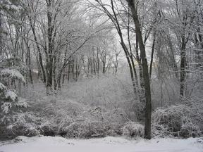 Click to enlarge: snow-covered trees