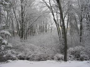 Click to enlarge: snow-covered trees